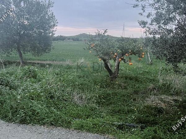 land for sale dali nicosia 1191050 image 5822630