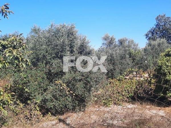 land for sale tsada paphos 1307950 image 14831296