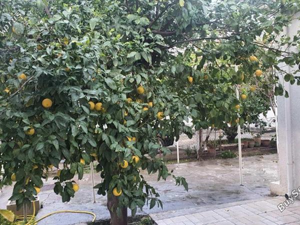 2 bedroom detached house for sale kaimakli nicosia 1062170 image 16246208