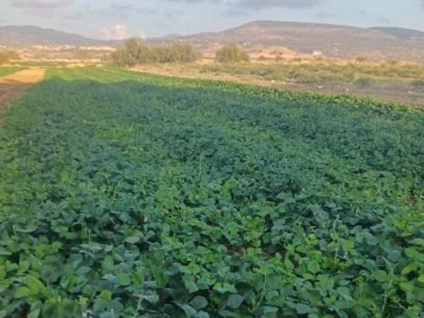 land for sale poli chrysochous paphos 8529770 image 15457205