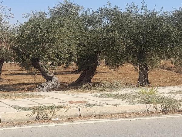 plot for sale lythrodontas nicosia 1668770 image 16176159