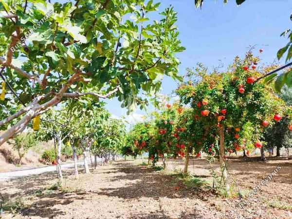 3 bedroom detached house for sale klirou nicosia 1573080 image 10511456