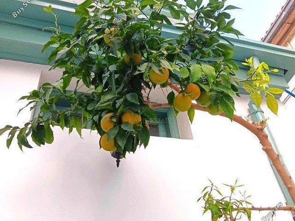 2 bedroom town house for rent nicosia walled old city nicosia 8705280 image 16248671