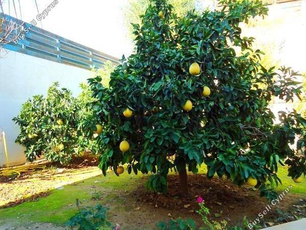 5 bedroom detached house for sale potamos germasogeias limassol 7739780 image 12373514