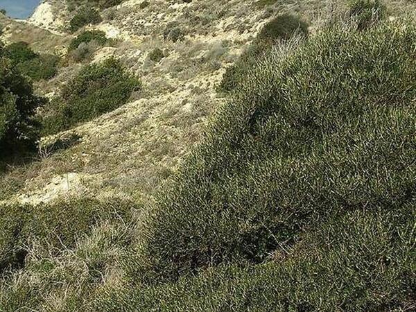 land for sale pyrgos limassol limassol 635611 image 340610