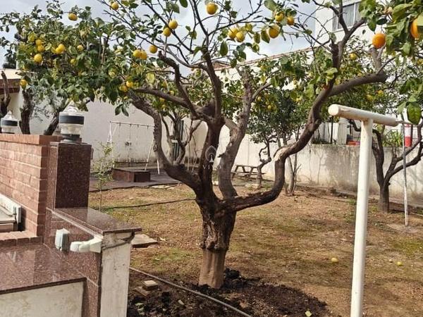 3 bedroom detached house for rent kapsalos limassol 8225321 image 14919098