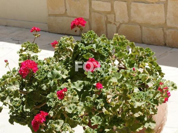 5 bedroom detached house for sale aphrodite hills paphos 8785321 image 16649094