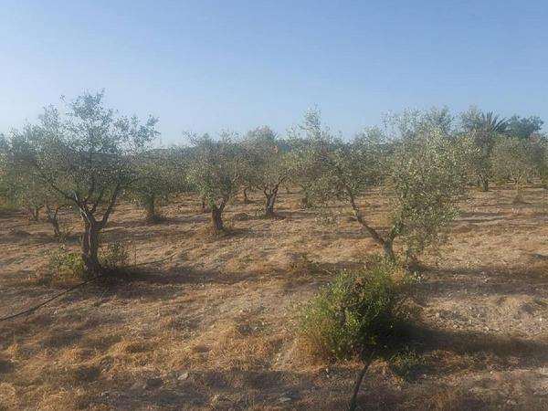 plot for sale skarinou larnaca 8633321 image 15925362