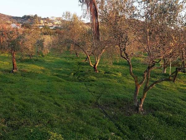 plot for sale skarinou larnaca 8633321 image 15925363
