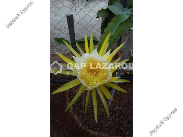 4 bedroom detached house for sale palaiometocho nicosia 8499921 image 15633318