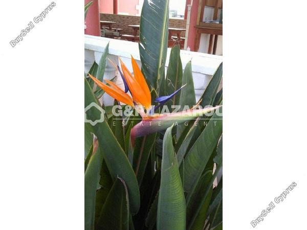 4 bedroom detached house for sale palaiometocho nicosia 8499921 image 15633324