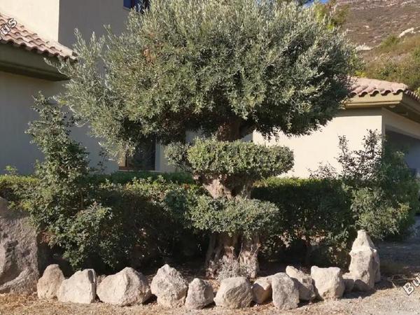 5 bedroom detached house for sale akrounta limassol 1929631 image 7576053