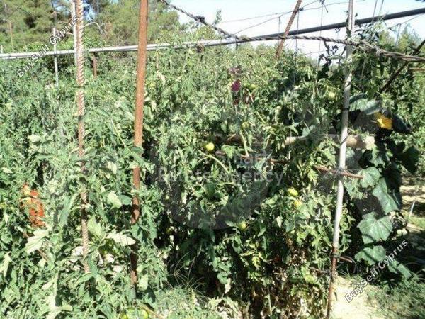 plot for sale spilia nicosia 1152631 image 5159279