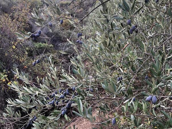 land for sale kellaki limassol 943731 image 1860883
