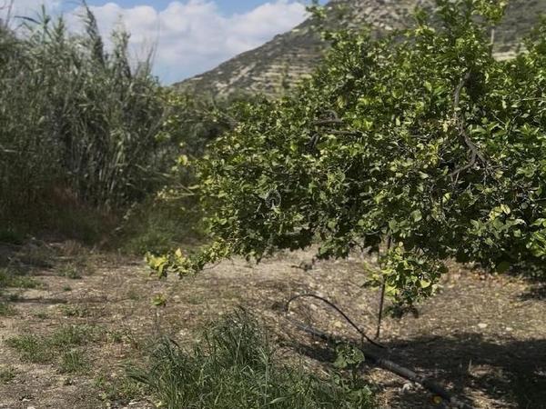 land for sale germasogeia limassol 8532341 image 15561666