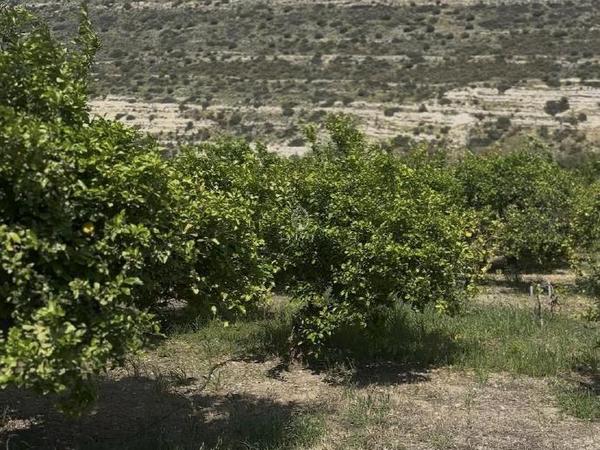 land for sale germasogeia limassol 8532341 image 15561670