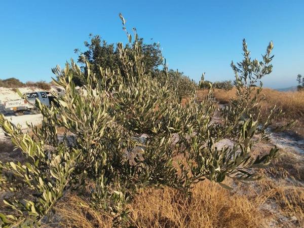 plot for sale vavla larnaca 7573841 image 16130169