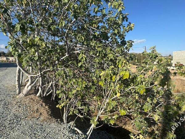 land for sale pyrgos limassol limassol 7799941 image 11024678
