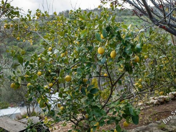 7 bedroom detached house for sale kritou tera paphos 8441971 image 15631448