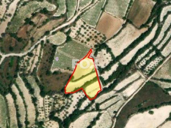 land for sale koili paphos 1161181 image 10031878