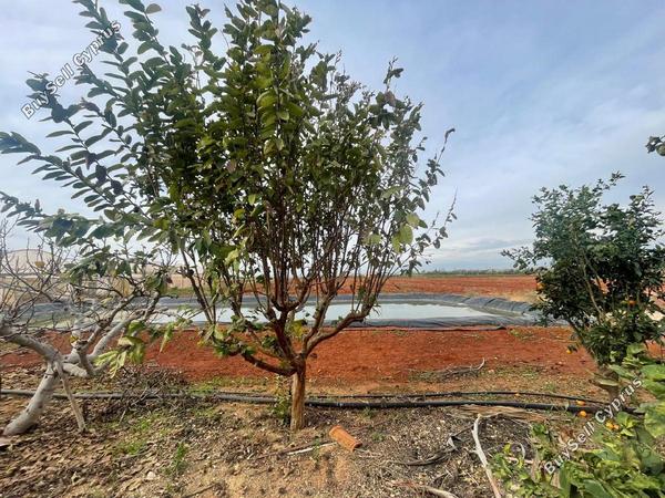 3 bedroom bungalow for sale ormideia larnaca 8087681 image 13143761