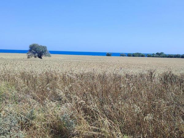 land for sale mazotos larnaca 8705091 image 16242911