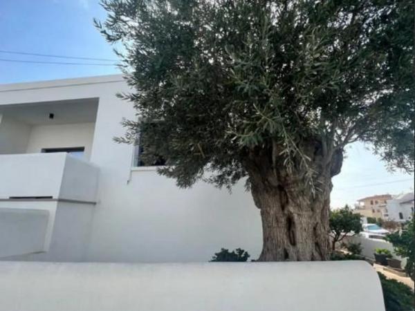 studio commercial building for rent kapsalos limassol 1927091 image 7540663