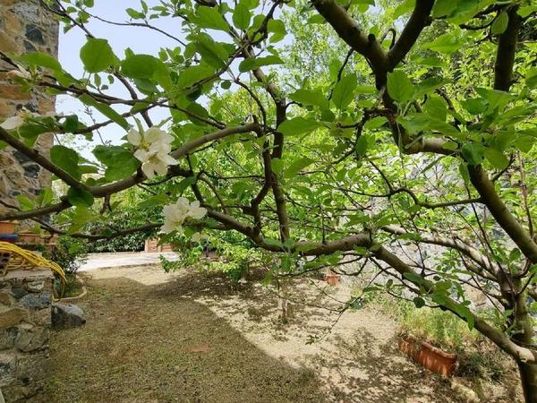 3 bedroom detached house for sale kato platres limassol 1519691 image 15319554