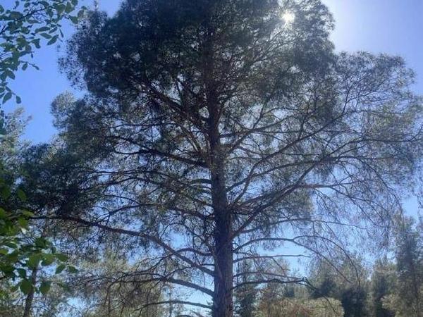 plot for sale saittas limassol 1682991 image 10057108