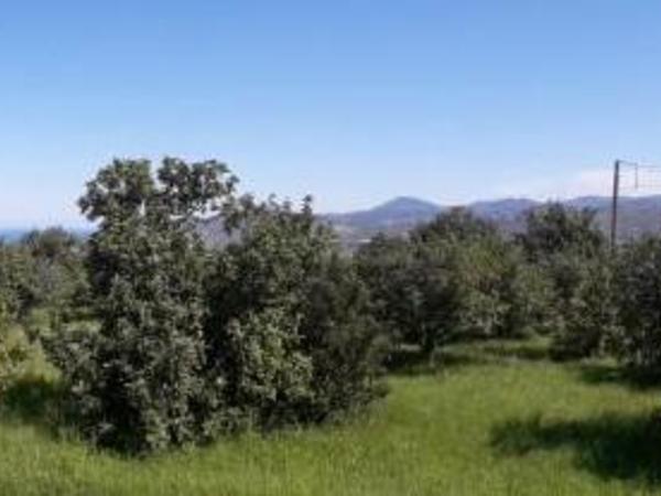 land for sale pano akourdalia paphos 686302 image 411504