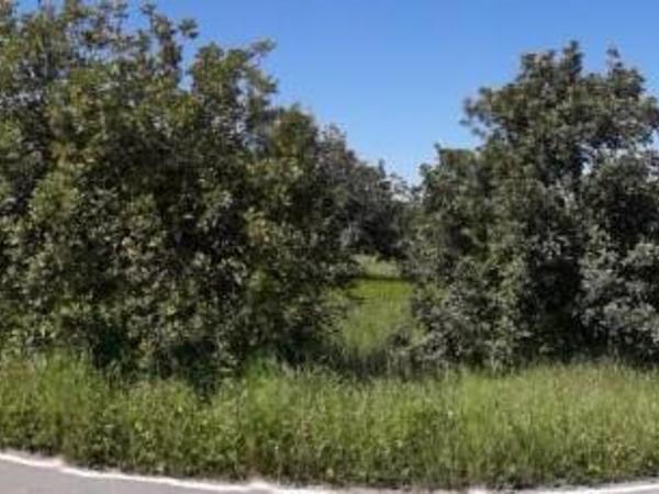 land for sale pano akourdalia paphos 686302 image 411505
