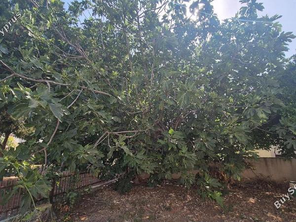 3 bedroom detached house for sale dekeleia larnaca 1822402 image 9812357