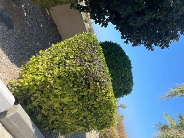 2 bedroom apartment for rent tombs of the kings paphos 8716812 image 16306956