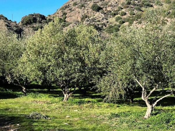 land for sale kalavasos larnaca 1511522 image 13067841