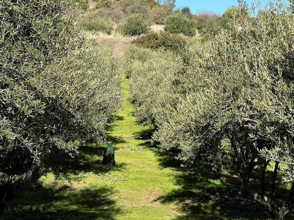 land for sale kalavasos larnaca 1511522 image 13067845