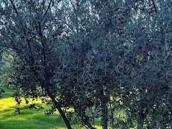 land for sale kalavasos larnaca 1511522 image 13067847