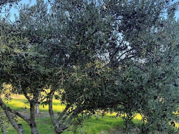 land for sale kalavasos larnaca 1511522 image 13067848