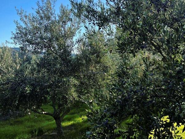 land for sale kalavasos larnaca 1511522 image 13067850