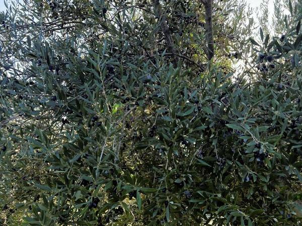 land for sale kalavasos larnaca 1511522 image 13067852