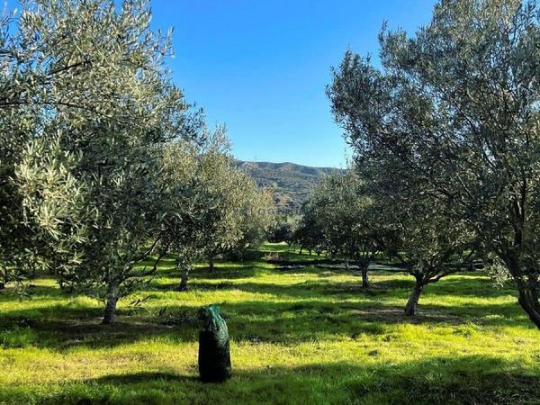 land for sale kalavasos larnaca 1511522 image 13067854