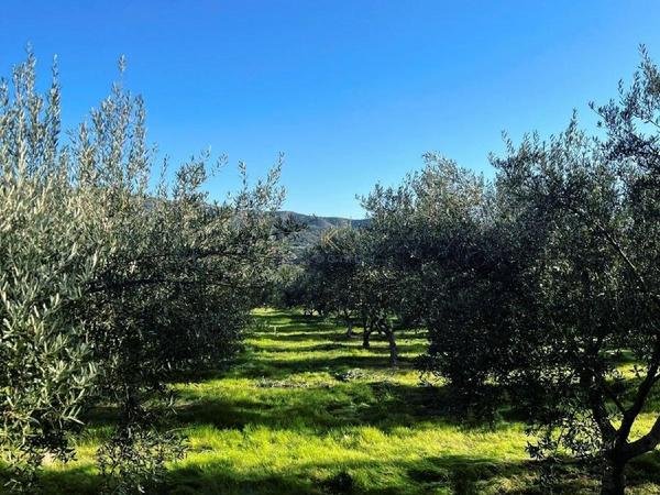 land for sale kalavasos larnaca 1511522 image 13067855