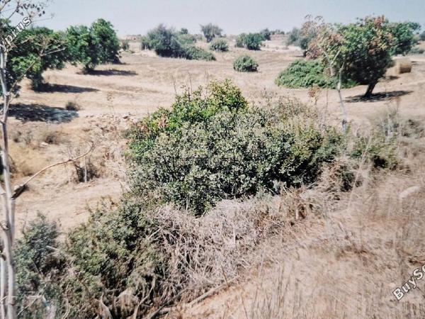 land for sale agios theodoros larnacas larnaca 7544632 image 9491127