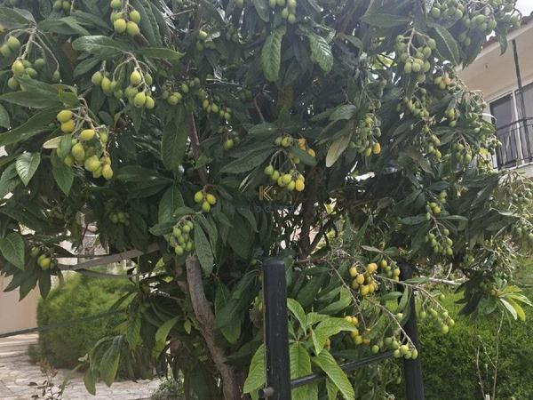 3 bedroom bungalow for sale ora larnaca 8692932 image 17210621
