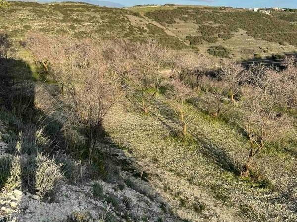 land for sale tsada paphos 1433962 image 5584270