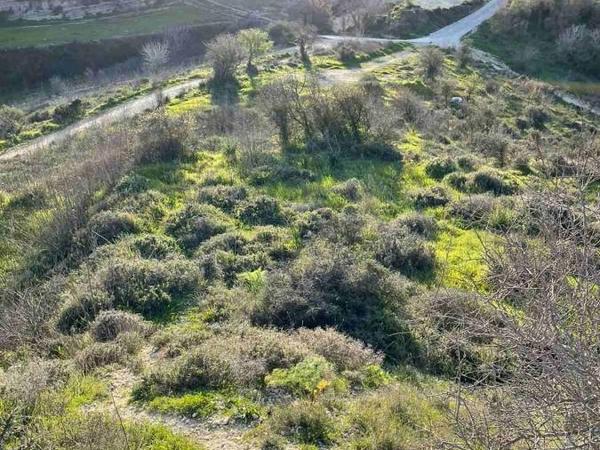 land for sale tsada paphos 1433962 image 5584274
