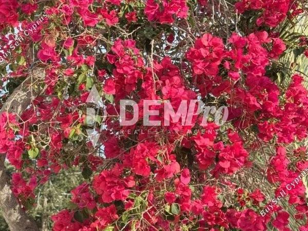 3 bedroom detached house for sale peyia paphos 7812372 image 10639540