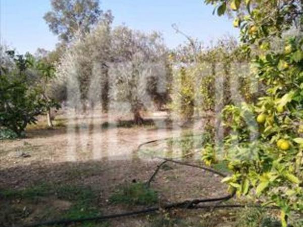 3 bedroom detached house for sale pera orinis nicosia 7993472 image 12209731