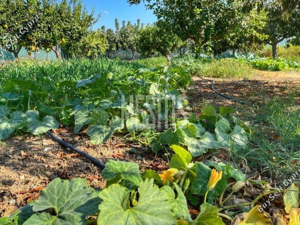3 bedroom detached house for sale maroni larnaca 1464672 image 10505893