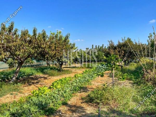 3 bedroom detached house for sale maroni larnaca 1464672 image 10505900