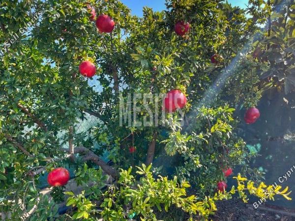 3 bedroom detached house for sale maroni larnaca 1464672 image 10505901